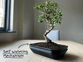 Self-watering Bonsai Planter Pot