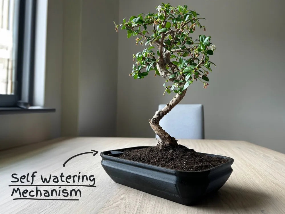 Self-watering Bonsai Planter Pot